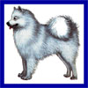 Click here for more detailed Samoyed breed information and available puppies, studs dogs, clubs and forums
